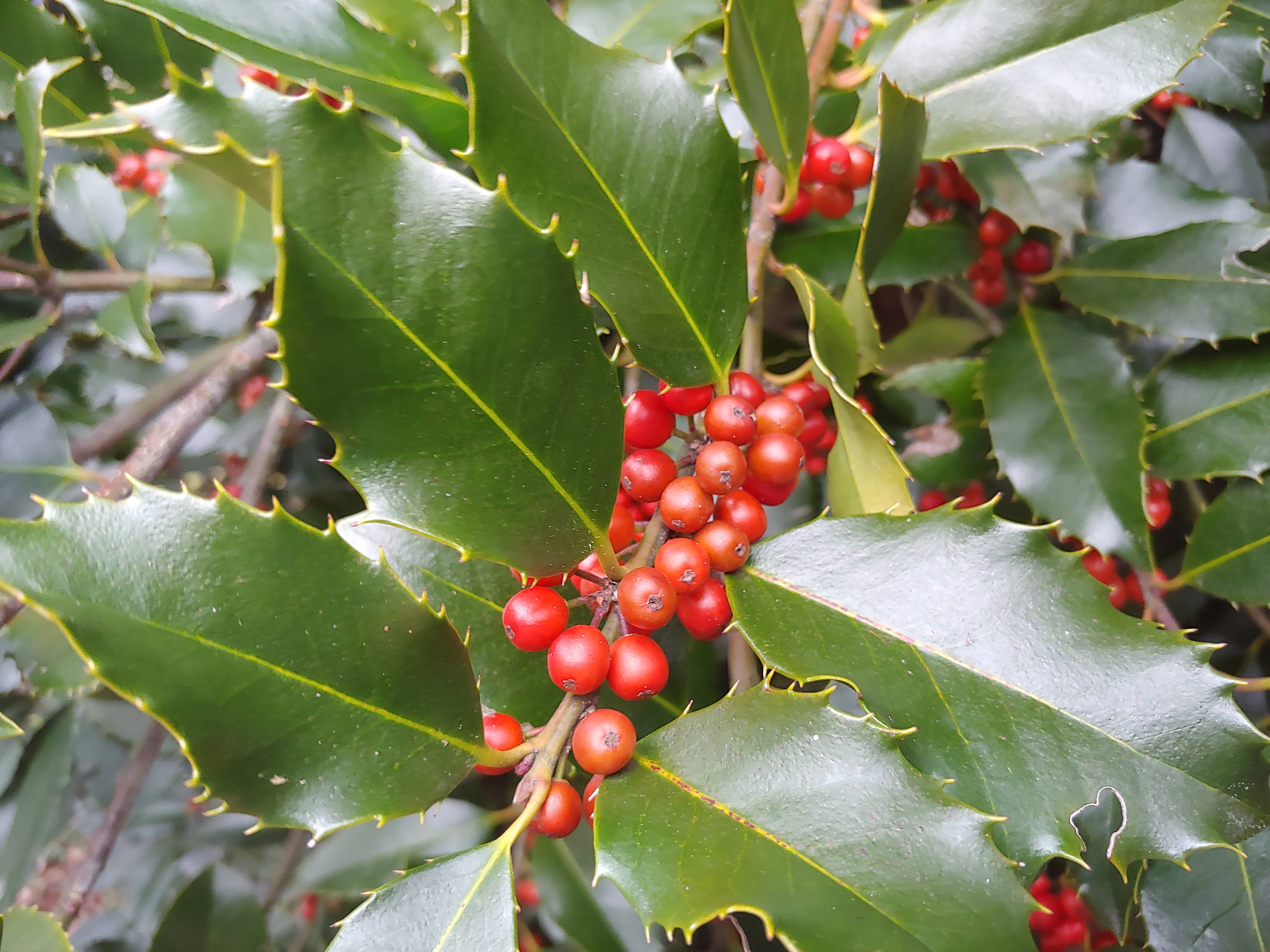 A holly jolly late autumn – Ramblin' through Dave's Garden
