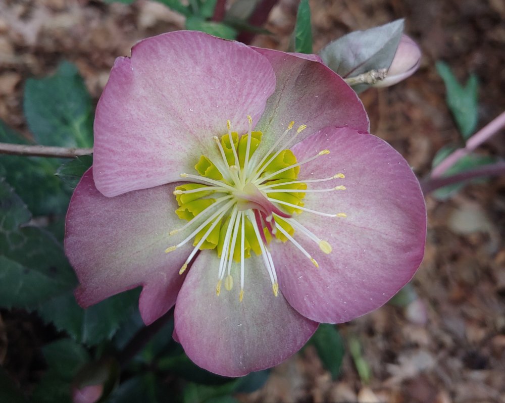 hellebore