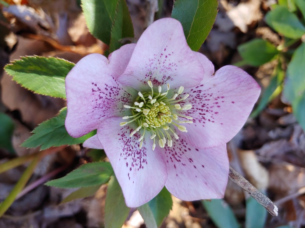 hellebore