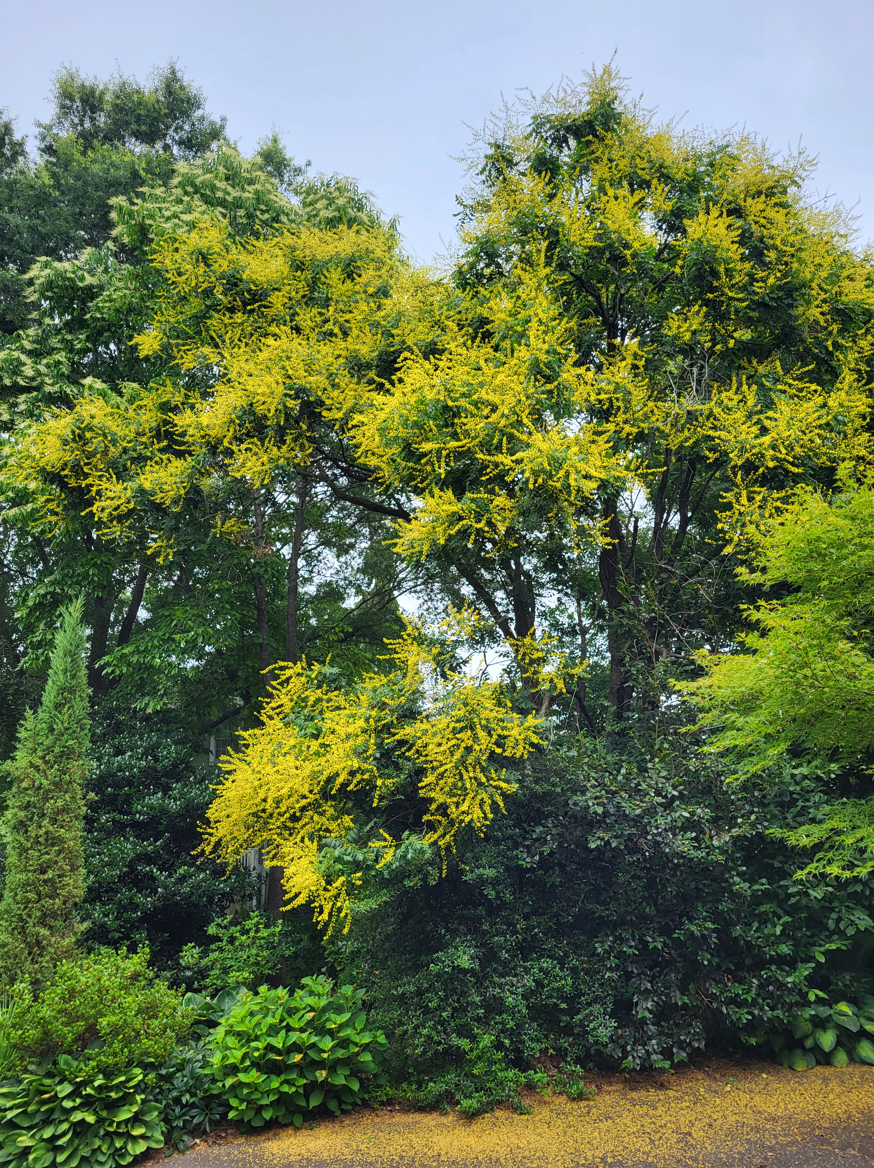 What’s not to like? – Ramblin' through Dave's Garden