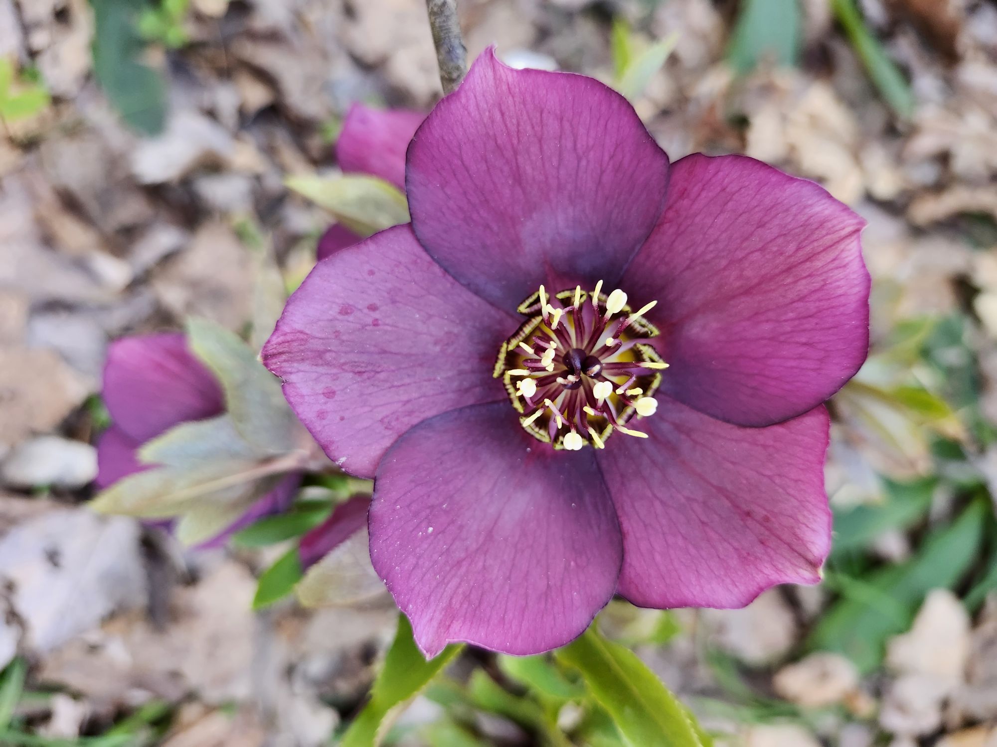 Not all, but a lot – Ramblin' through Dave's Garden