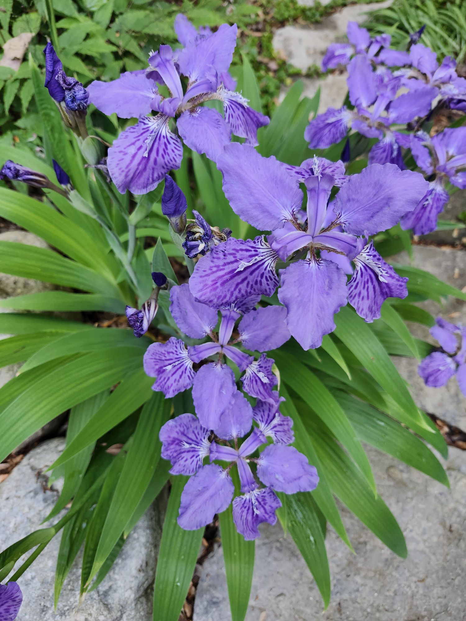 The last of a month of irises – Ramblin' through Dave's Garden